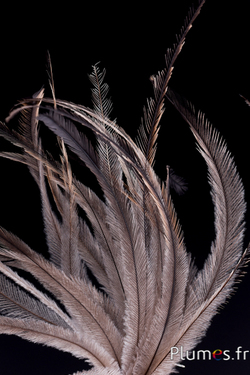 Emù - 23-28 cm - naturale